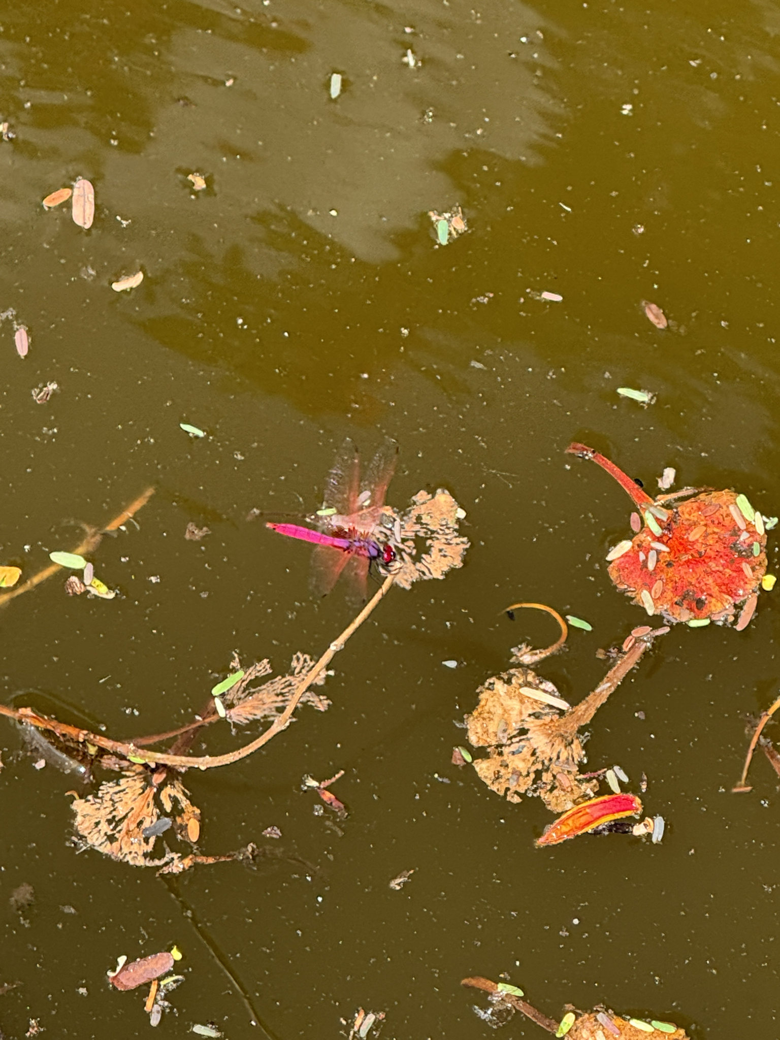 Crimson Marsh Glider