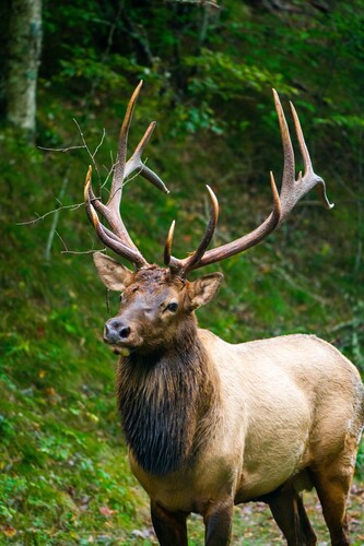 Elk photographed in North Carolina