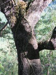 Aporocactus flagelliformis