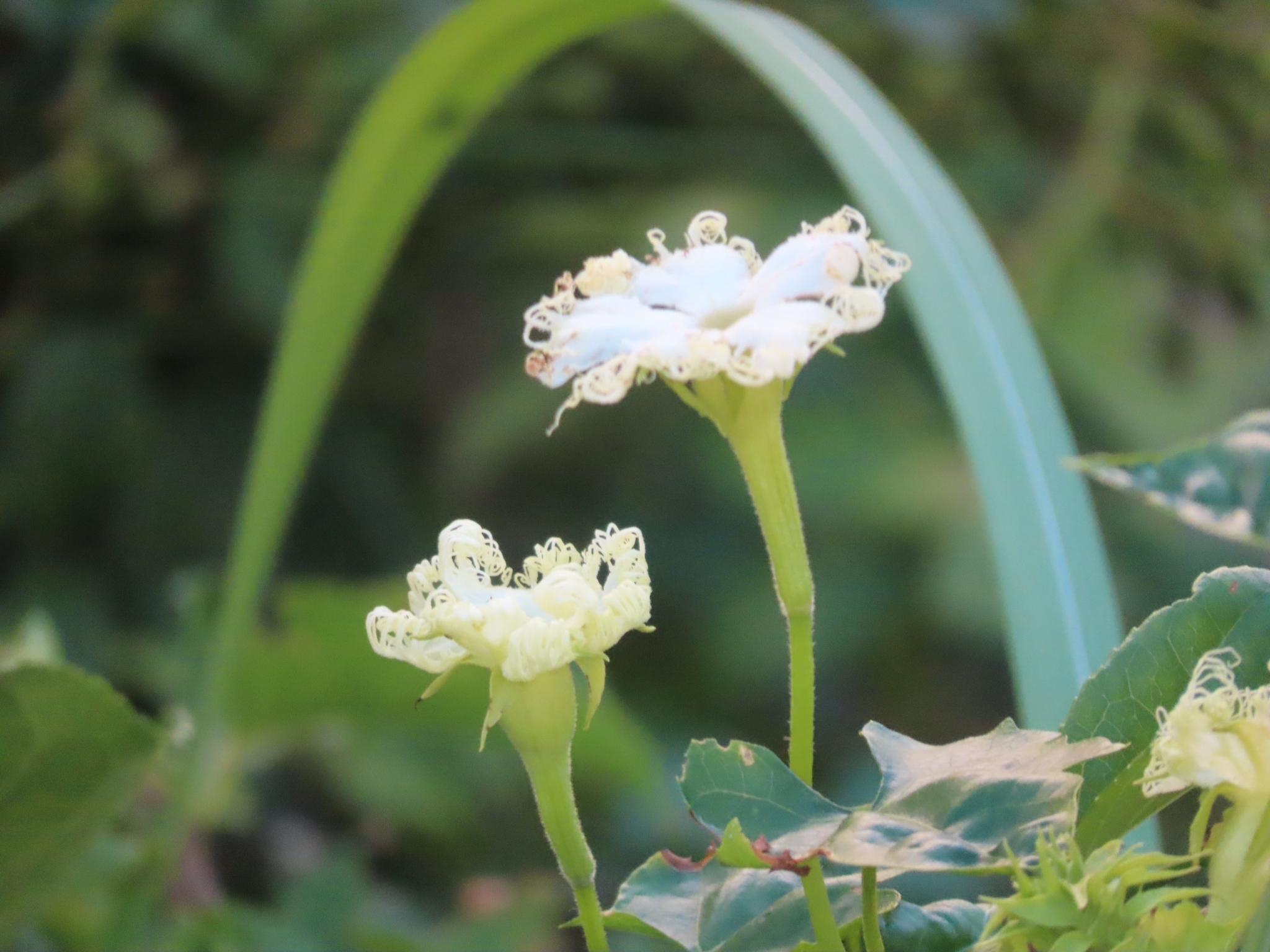 Trichosanthes Kirilowii (Trichosanthes kirilowii)