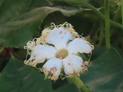 Trichosanthes kirilowii, photograph (c) mami_t_t, some rights reserved (CC BY)