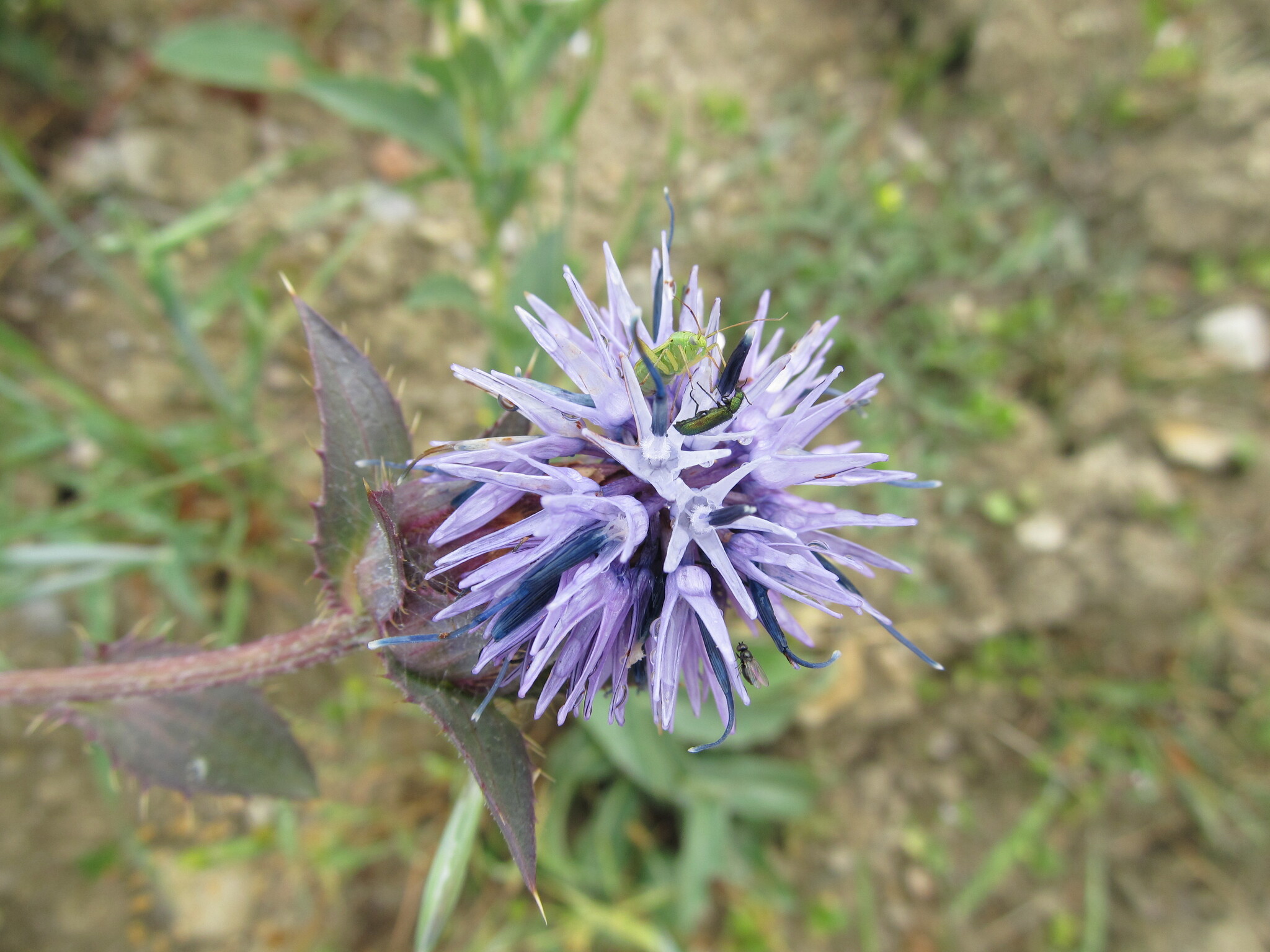Blue Thistle (Carthamus caeruleus)