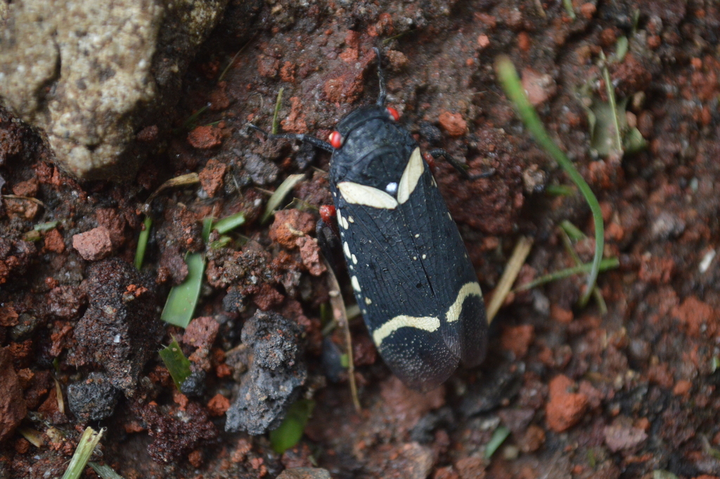 Zeunasa fastuosa