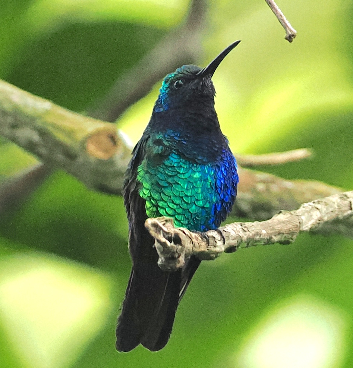 Santa Marta Sabrewing (Campylopterus phainopeplus), photo 4