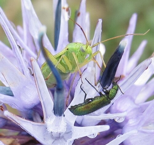 Potato Mirid photo 2