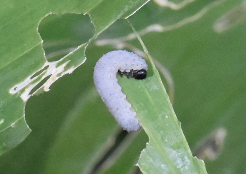 Solomon's-seal sawfly, Groesbeek, Nederland, photo 10 of 10