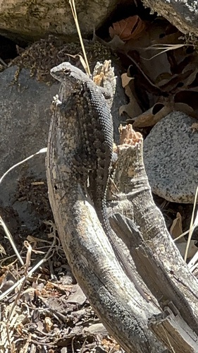 iNaturalist observation photo of Western Fence Lizard