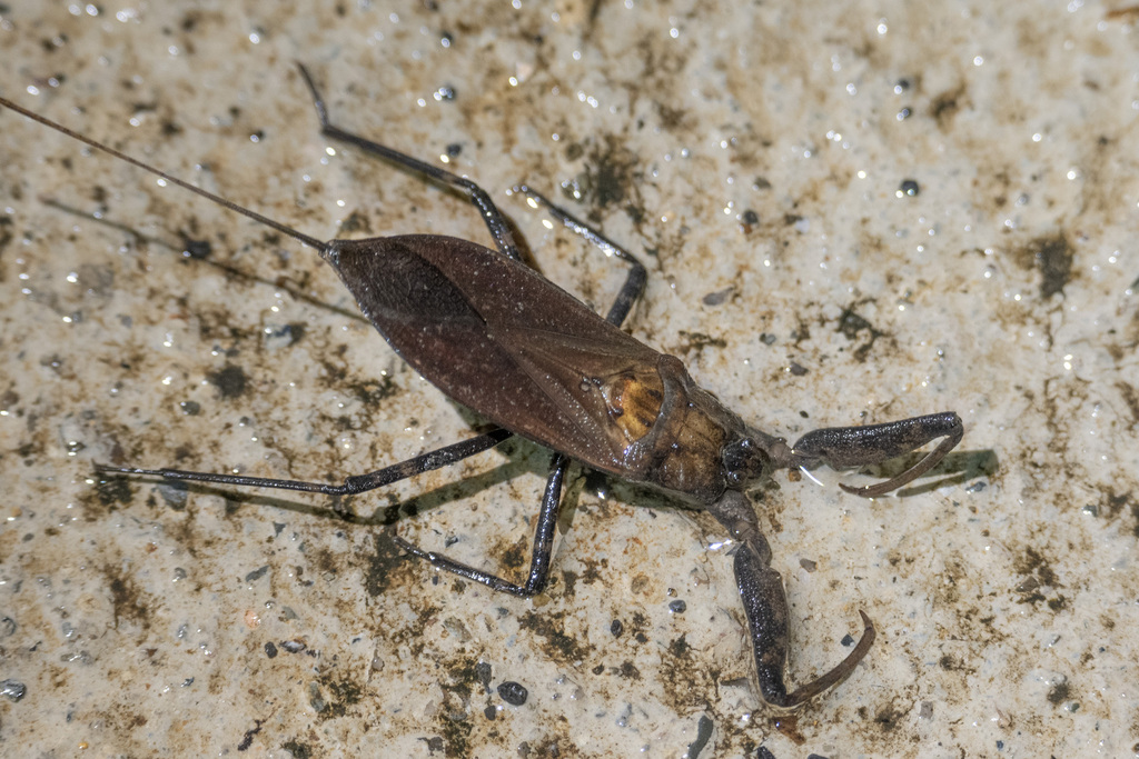 Laccotrephes pfeiferiae