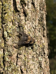 Cephenemyia