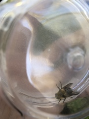 Cephenemyia
