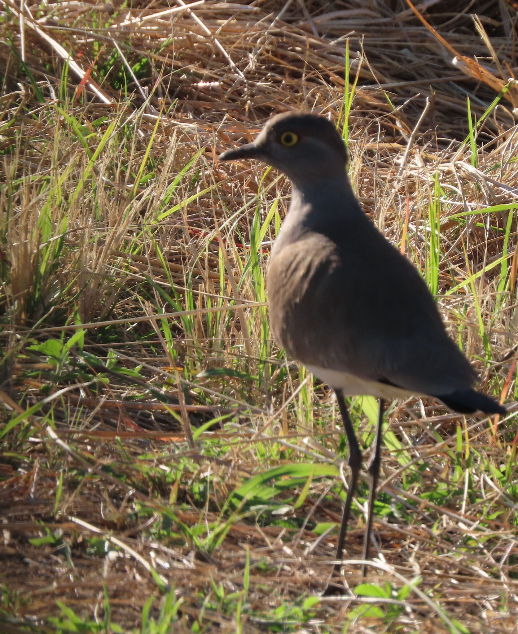 Senegal Lapwing (Vanellus lugubris), photo 6