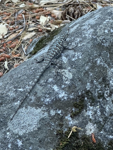 iNaturalist observation photo of Western Fence Lizard