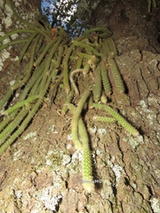 Aporocactus flagelliformis
