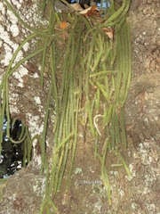 Aporocactus flagelliformis