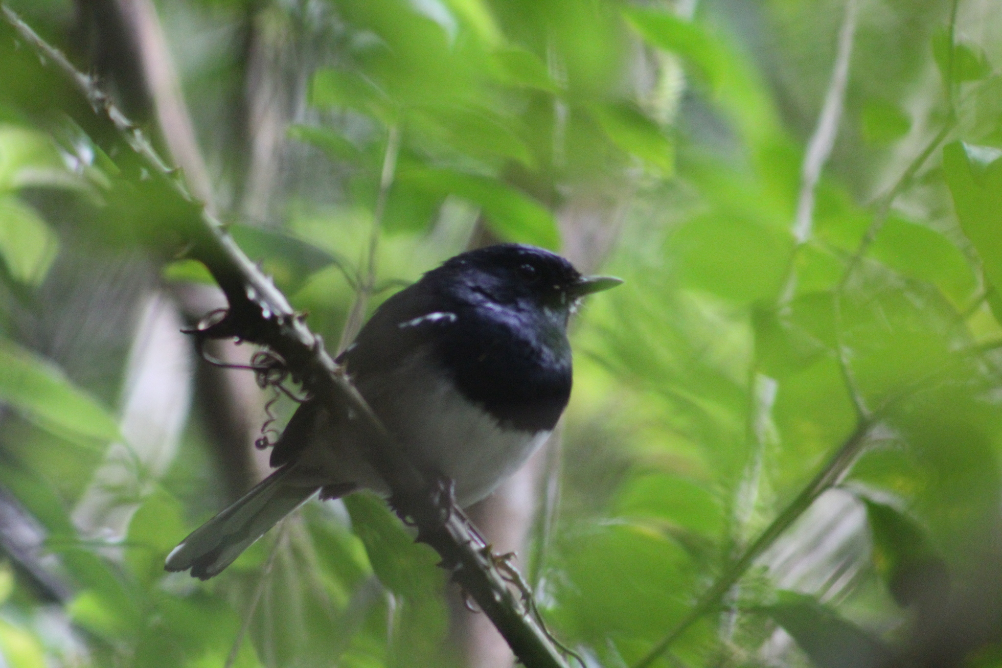 Madagascar Magpie-Robin (Copsychus albospecularis), photo 8