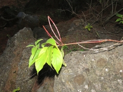 Mandevilla foliosa