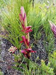 Disa ophrydea