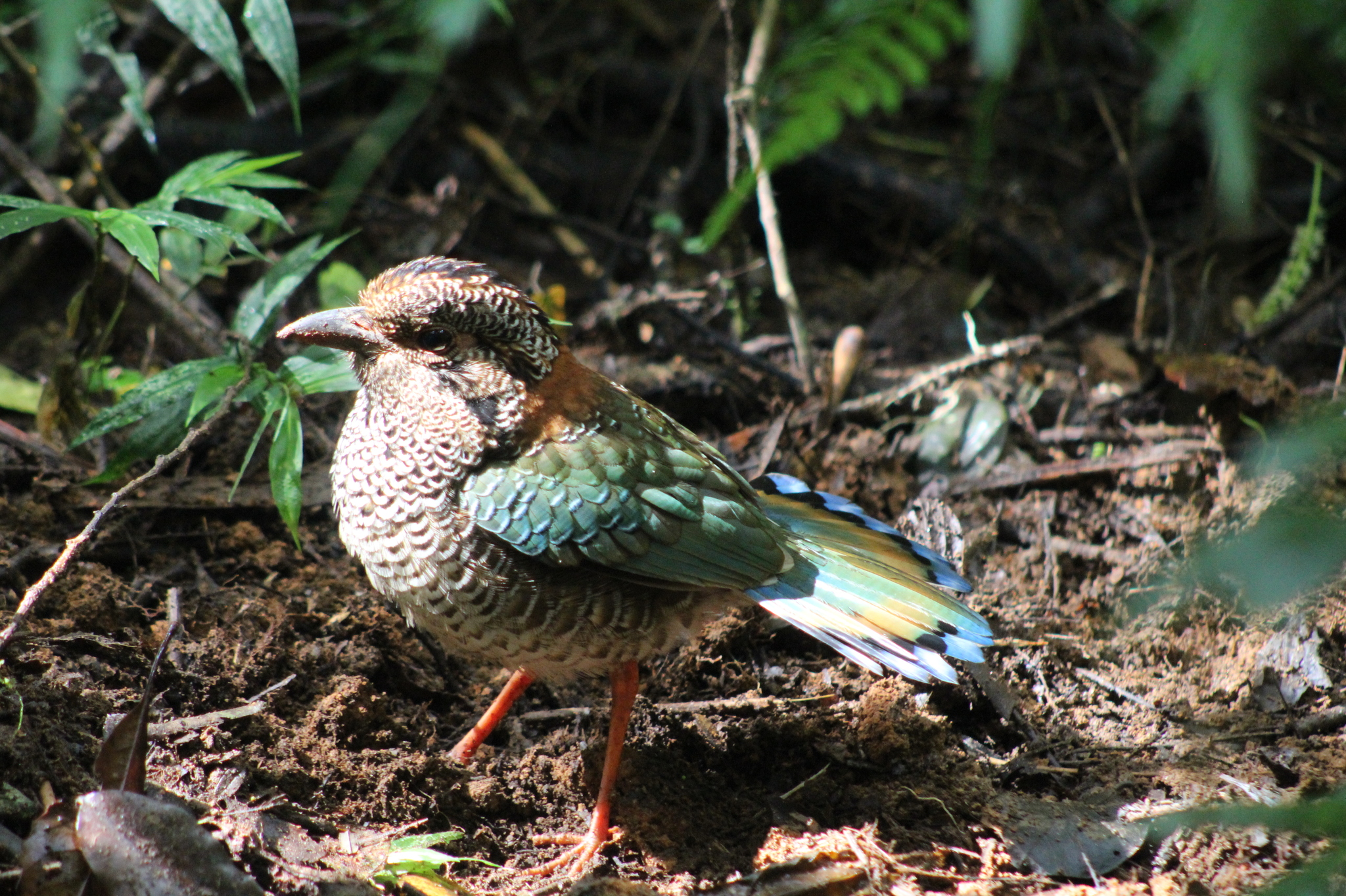 Scaly Ground Roller (Geobiastes squamiger), photo 2