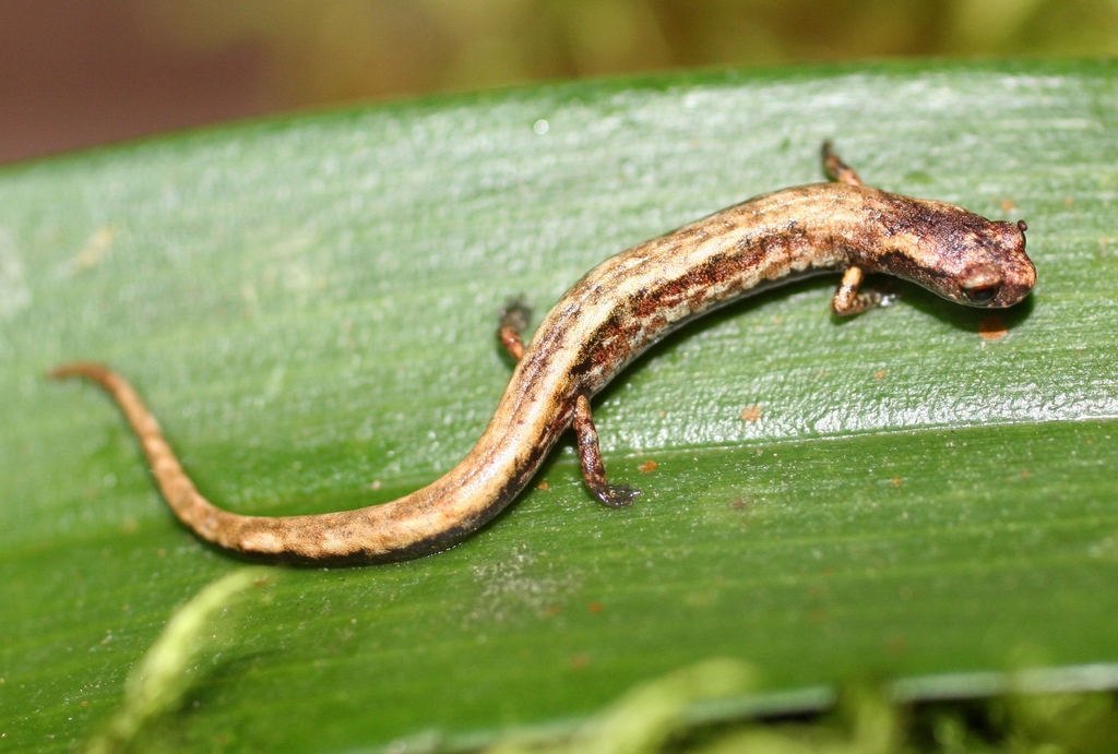 Botaderos Moss Salamander