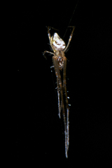 Tylorida