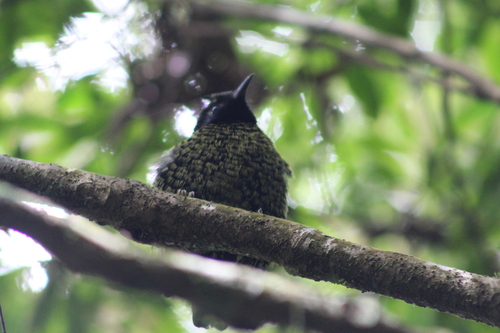 Velvet Asity (Philepitta castanea), photo 5