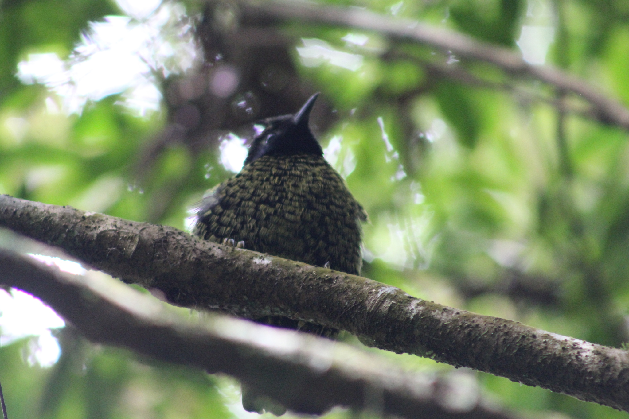 Velvet Asity (Philepitta castanea), photo 5
