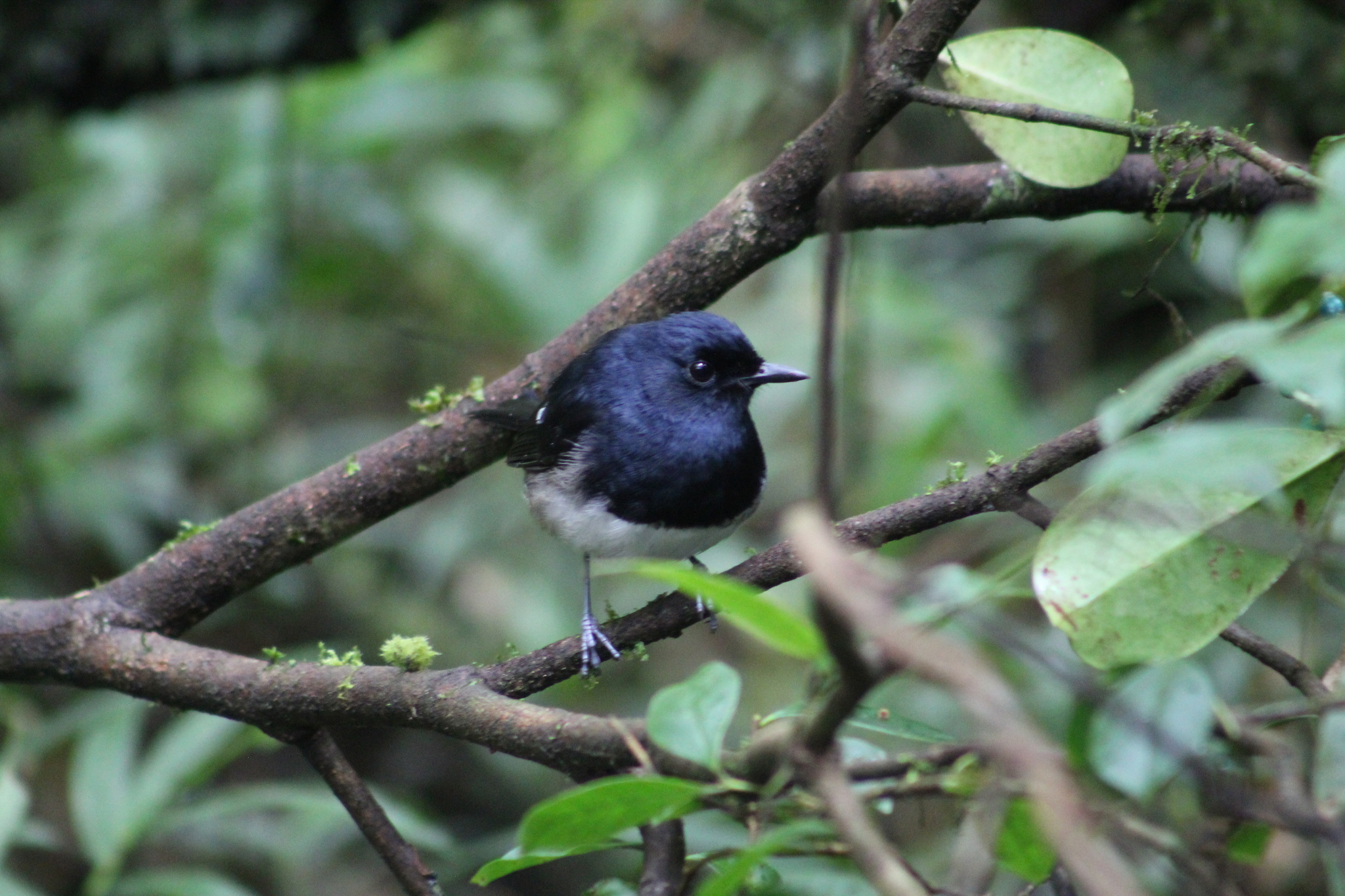 Madagascar Magpie-Robin (Copsychus albospecularis), photo 7