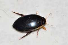 Thermonectus