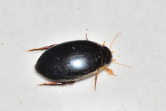Thermonectus