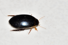 Thermonectus