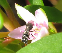 Ceratina dentipes