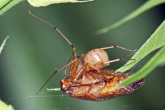 Scytodes pallida