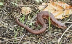 Elgaria coerulea coerulea