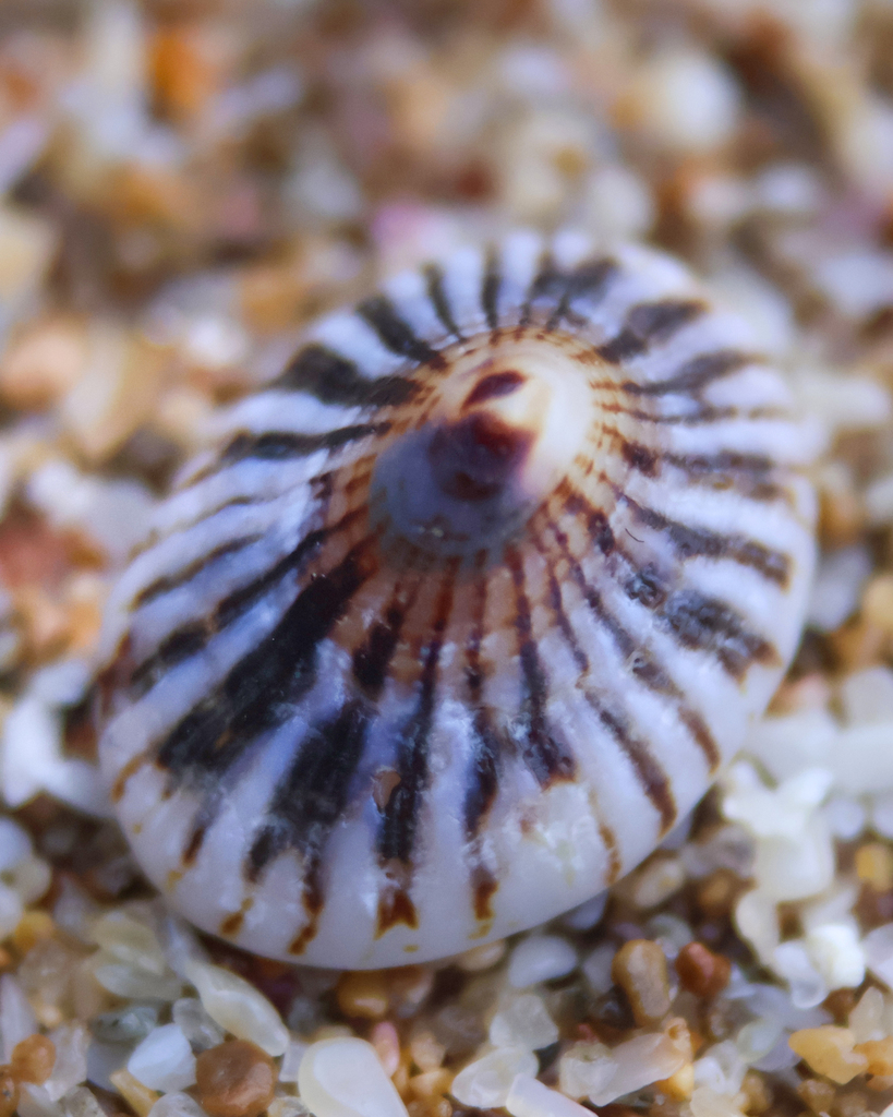 Lottia mitella