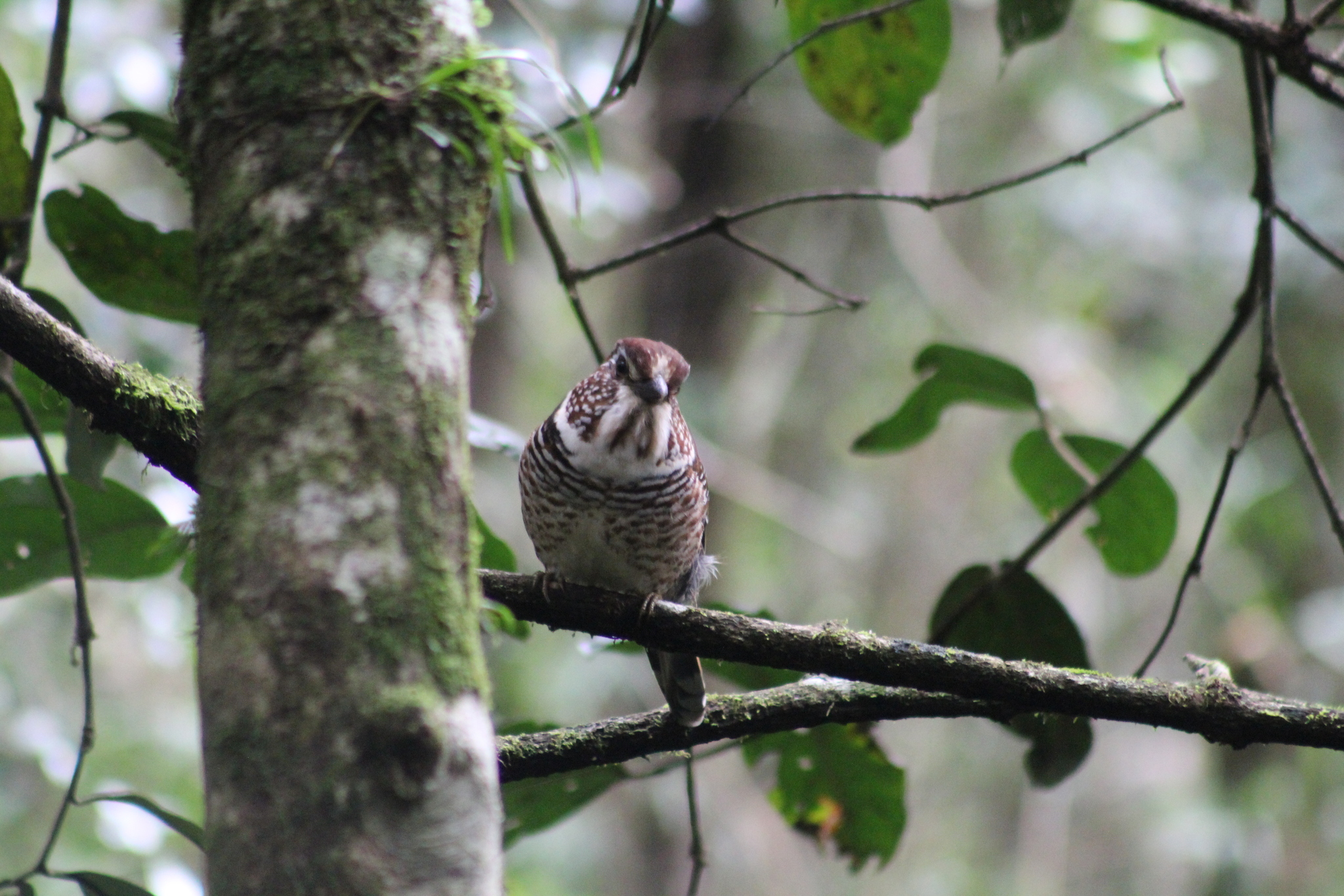 Short-legged Ground Roller (Brachypteracias leptosomus), photo 2
