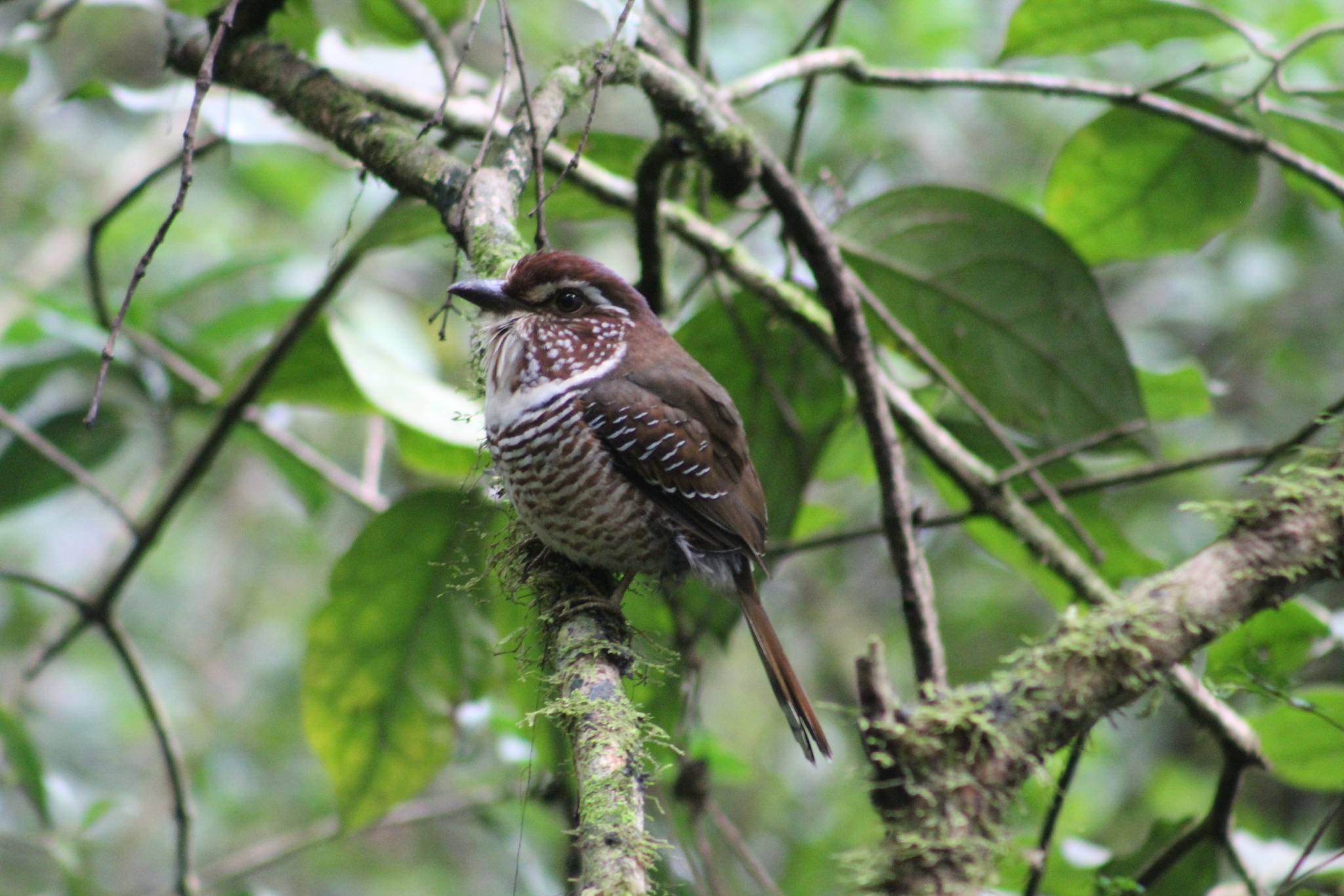 Short-legged Ground Roller (Brachypteracias leptosomus), photo 3