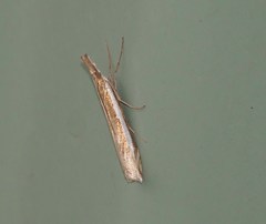 Crambus rickseckerellus