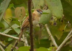 Pachyramphus cinnamomeus