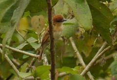 Pachyramphus cinnamomeus