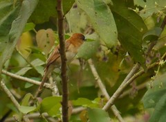 Pachyramphus cinnamomeus