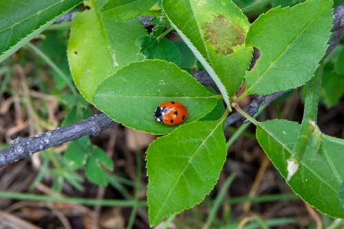 Seven-spotted Lady Beetle photographed in Wyoming