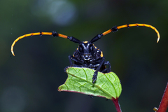 Aristobia reticulator