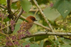 Pachyramphus cinnamomeus