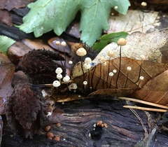 Marasmius bulliardii