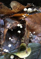 Marasmius bulliardii