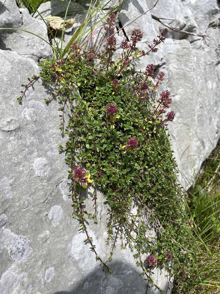 Thymus bracteosus