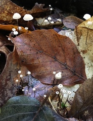 Marasmius bulliardii