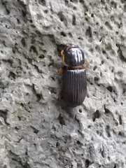 Odontotaenius