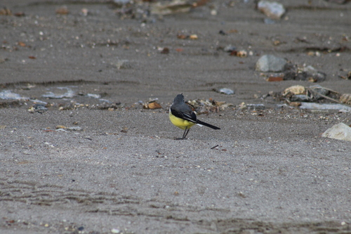 Madagascar Wagtail (Motacilla flaviventris), photo 4