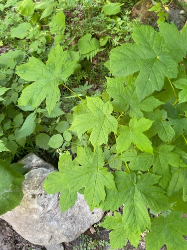 Acer heldreichii, photograph 4